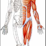 骨と筋肉